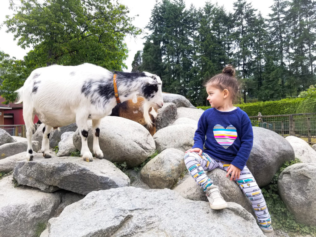 toddler girl staring at goat at maplewood farm vanouver