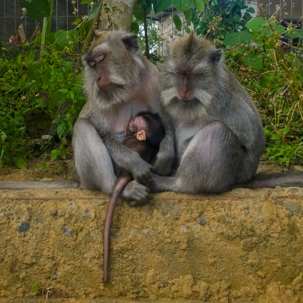 two adult monkeys snuggling a baby monkey, asleep after nursing