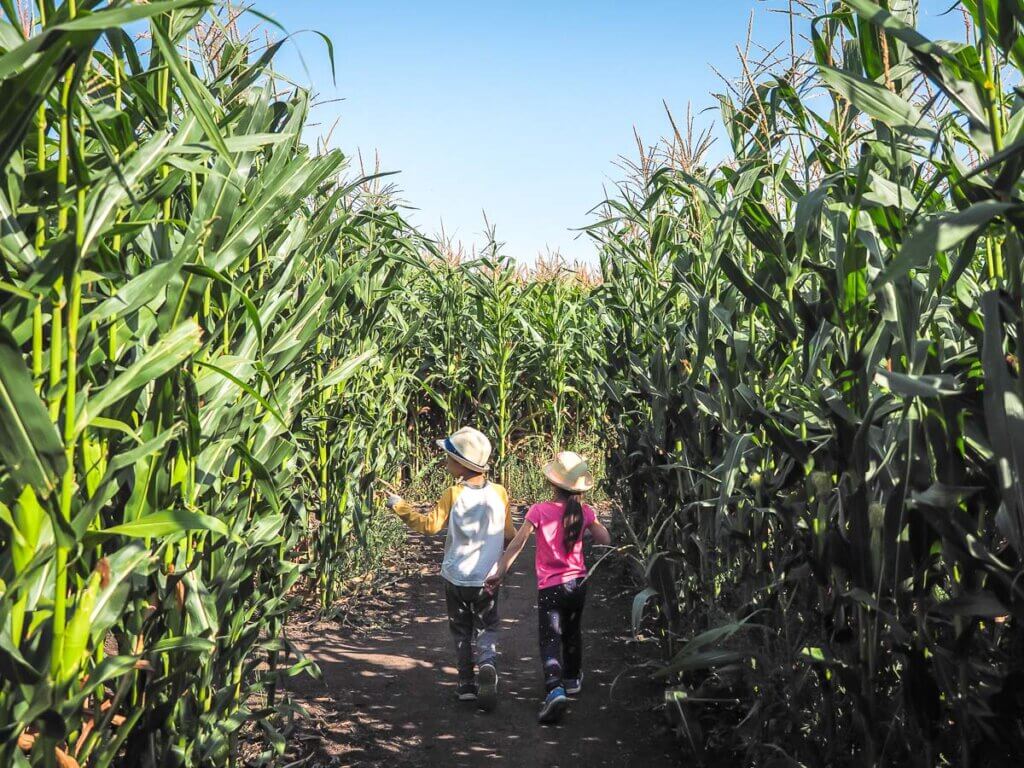 two children walking through very tall corn maze